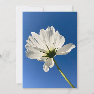 Weiße Wilde Blume Karte