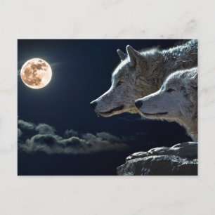 Weiße Wölfe im Vollmond Postkarte