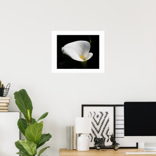 Weiße Zantedeschia Blumen Fotografie Poster
