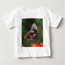 Weißen und braunen Schmetterling auf roter Blume