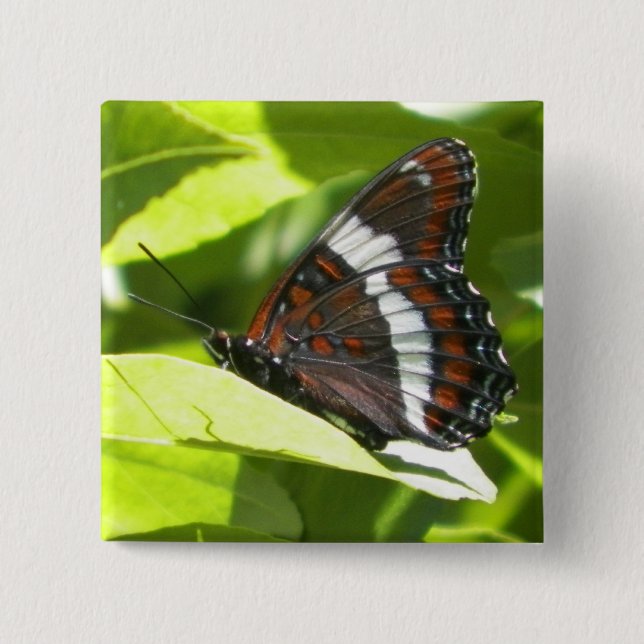 Weißer Admirals-Schmetterling Button (Vorderseite)