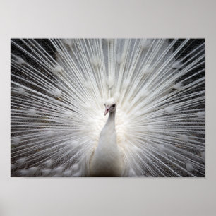 Weißer Albino-Pfau-atemberaubendes Poster