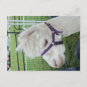 Weißer Alpaca, 1 Postkarte