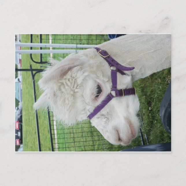 Weißer Alpaca, 1 Postkarte (Vorderseite)