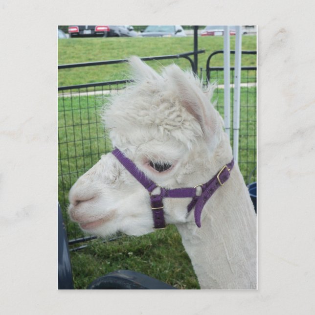 Weißer Alpaca, 1 Postkarte (Vorderseite)