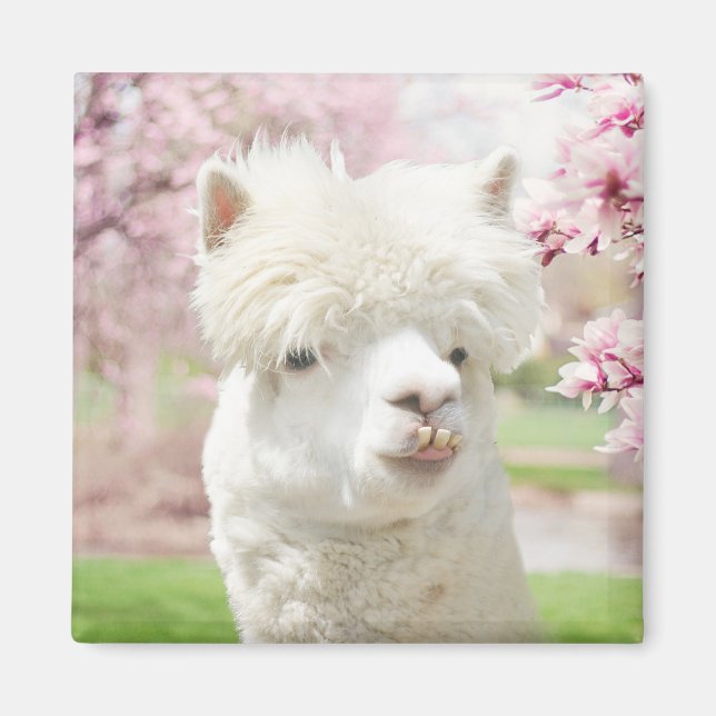 Weißer Alpaca Magnet (Vorne)