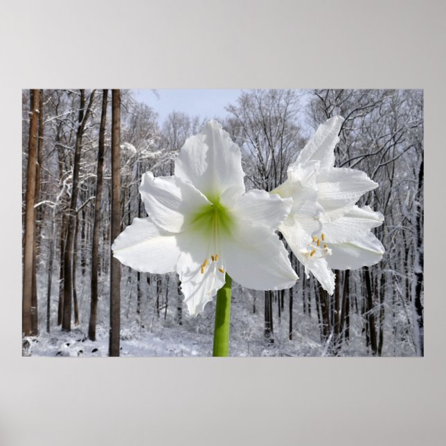 Weißer Amaryllis und Schnee I Poster (Vorne)