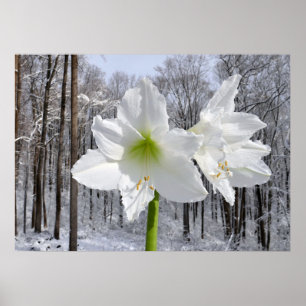 Weißer Amaryllis und Schnee I Poster