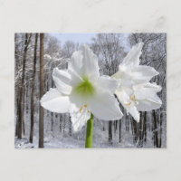 Weißer Amaryllis und Schnee I