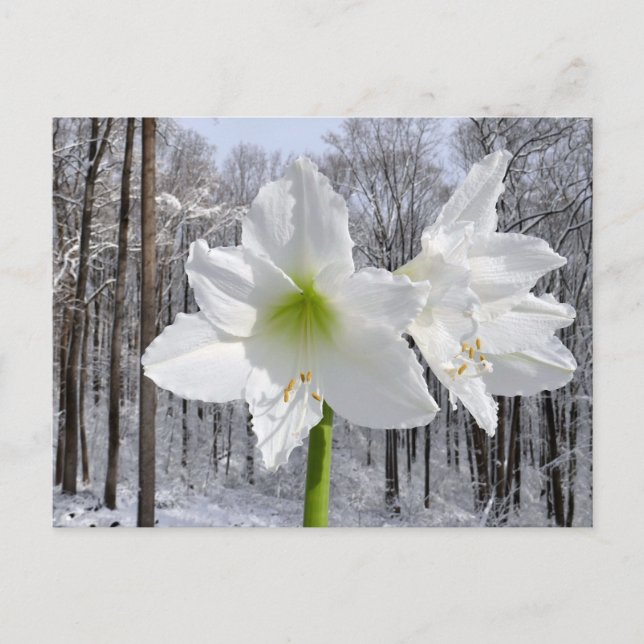 Weißer Amaryllis und Schnee I Postkarte (Vorderseite)
