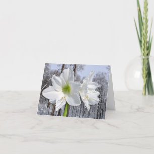 Weißer Amaryllis und Schnee II Feiertagskarte