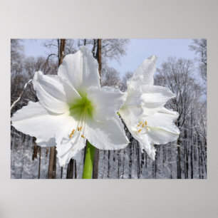 Weißer Amaryllis und Schnee II Poster