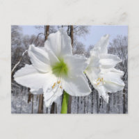 Weißer Amaryllis und Schnee II