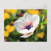 Weißer Anemone