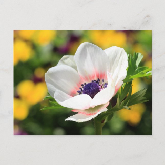 Weißer Anemone Postkarte (Vorderseite)