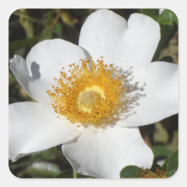 Weißer Anemone Quadratischer Aufkleber