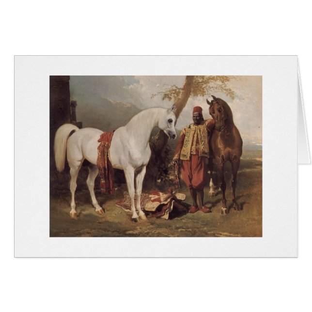 Weißer Araber (Vorderseite (Horizontal))