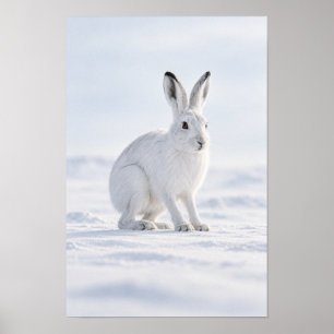 Weißer Arktischer Hase in Schneereicher Tundra-Wil Poster