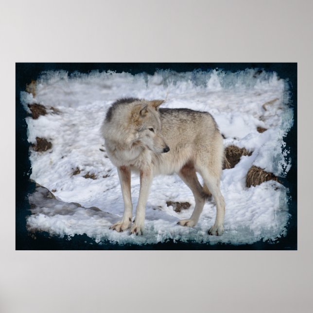 Weißer arktischer Wolf und Winter-Schnee Wildlife- Poster (Vorne)