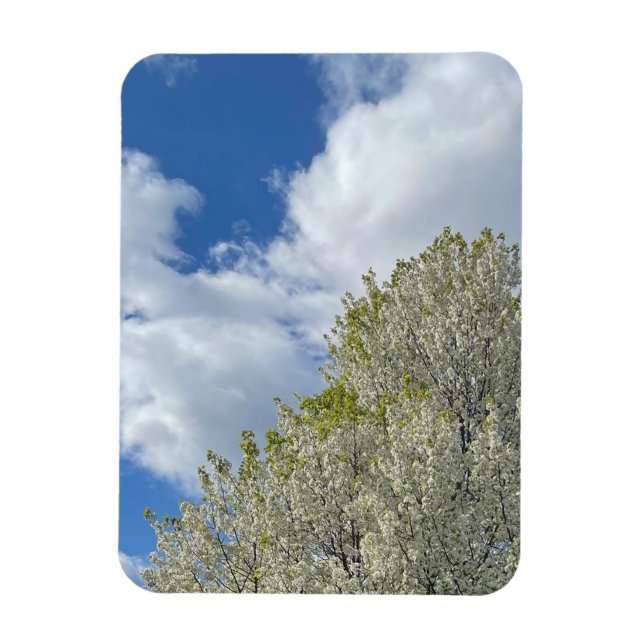 Weißer Baum Blauer Himmel Wolken Foto Magnet (Vertikal)