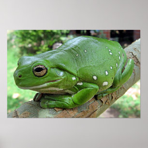 Weißer Baumfrosch - Litoria caerulea Poster