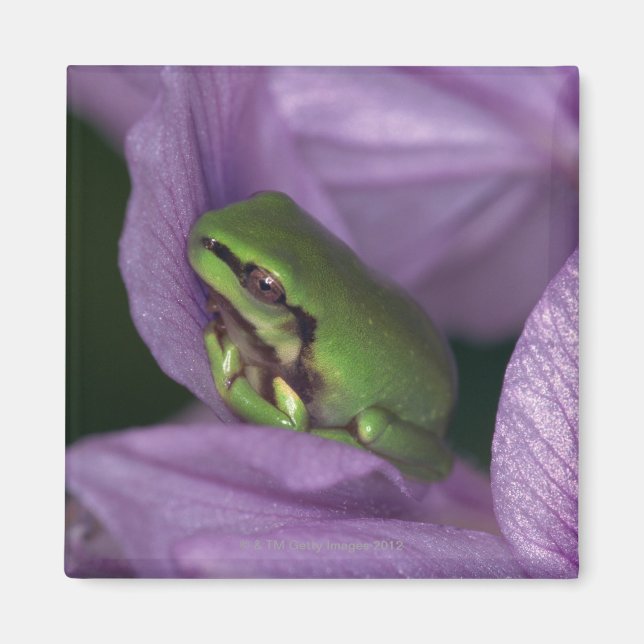 Weißer Baumfrosch Magnet (Vorne)