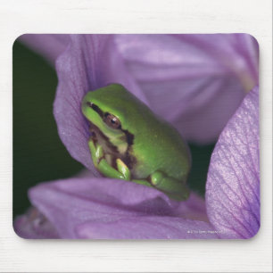 Weißer Baumfrosch Mousepad