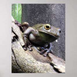 Weißer Baumfrosch Poster