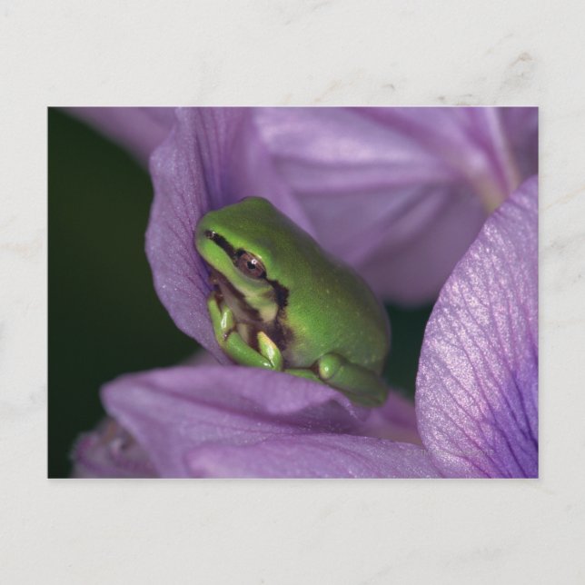 Weißer Baumfrosch Postkarte (Vorderseite)