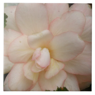 Weißer Begonia-Blume Fliese