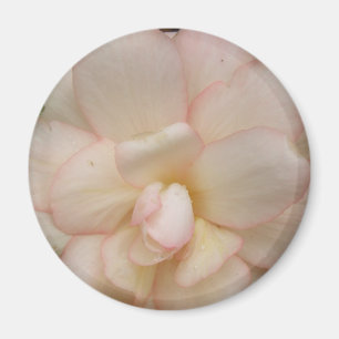 Weißer Begonia-Blume Magnet