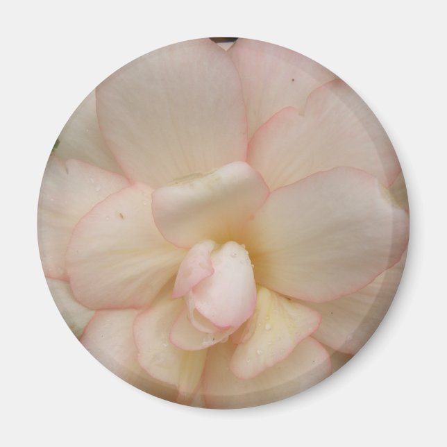 Weißer Begonia-Blume Magnet (Vorne)