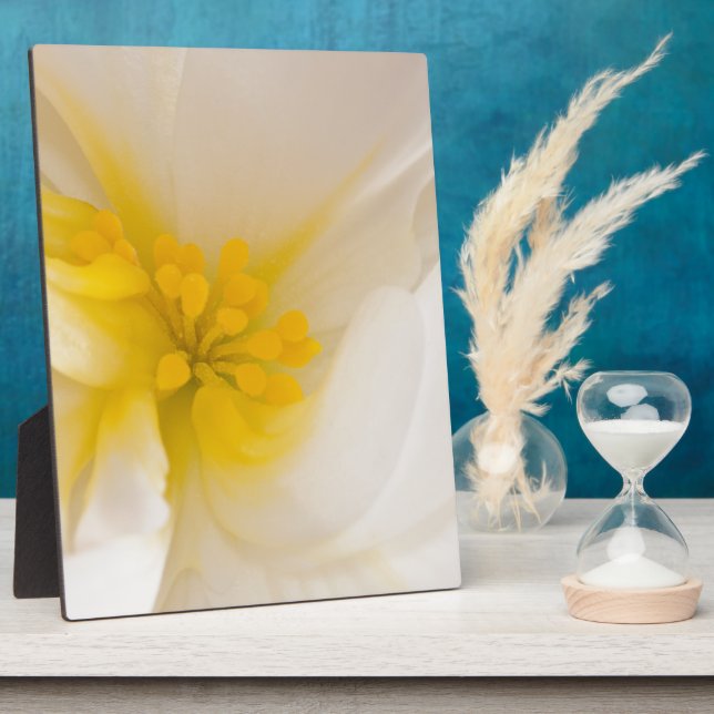 Weißer Begonia Fotoplatte (Seite)