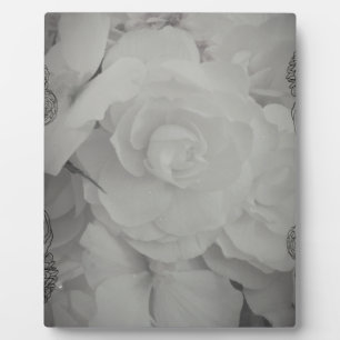 Weißer Begonia Fotoplatte