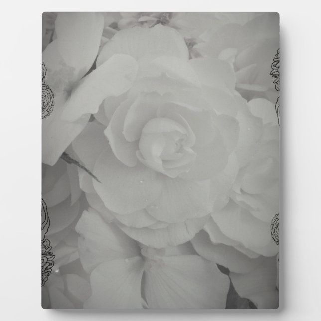 Weißer Begonia Fotoplatte (Vorderseite)