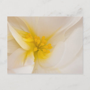 Weißer Begonia Postkarte