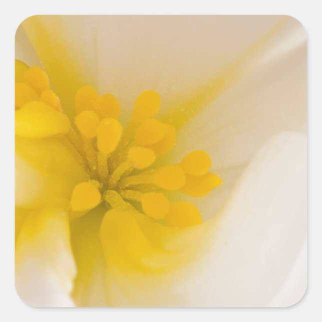 Weißer Begonia Quadratischer Aufkleber (Vorderseite)