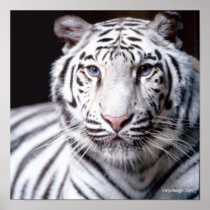 Weißer Bengal-Tiger-Fotografie Poster