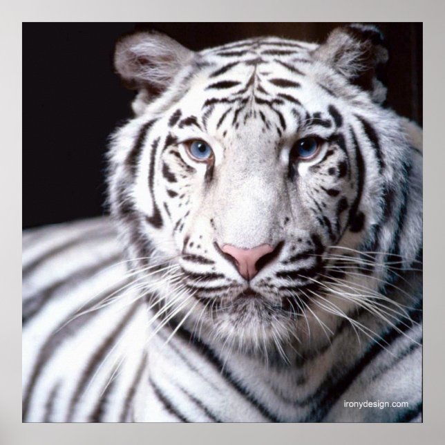 Weißer Bengal-Tiger Poster (Vorne)