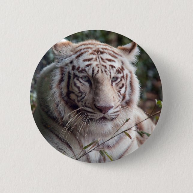 Weißer bengalischer Tiger Button (Vorderseite)