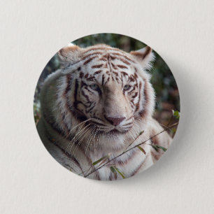 Weißer bengalischer Tiger Button