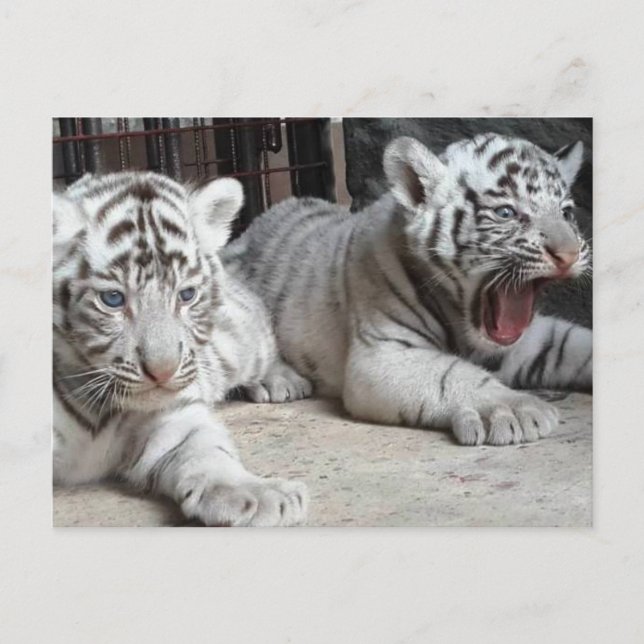 Weißer bengalischer Tiger CUB, Trinidad-Postkarte Postkarte (Vorderseite)