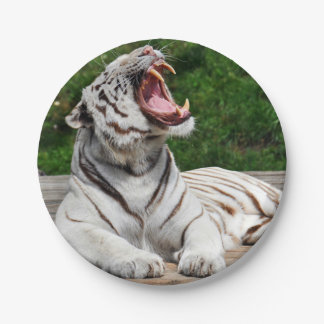 Weißer bengalischer Tiger-Papierplatte Pappteller