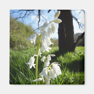 Weißer Bluebells-Magnet Magnet