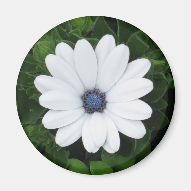 Weißer Blume-Magnet Magnet (Vorne)