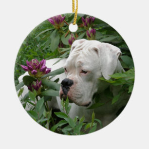 Weißer Boxer in rosa Rhodies Keramikornament