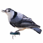Weißer-Breasted Kleiber Freistehende Fotoskulptur<br><div class="desc">Ein Bild eines Weißen-Breasted Kleibers</div>