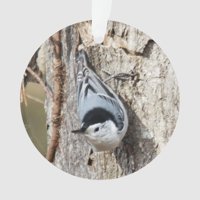 Weißer-breasted Kleiber Ornament (Vorderseite)