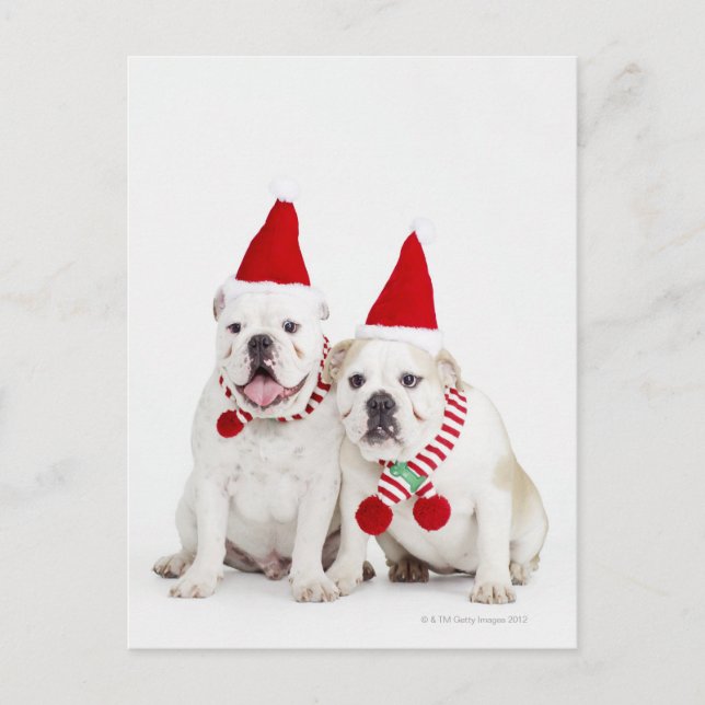 Weißer Bulldog Postkarte (Vorderseite)