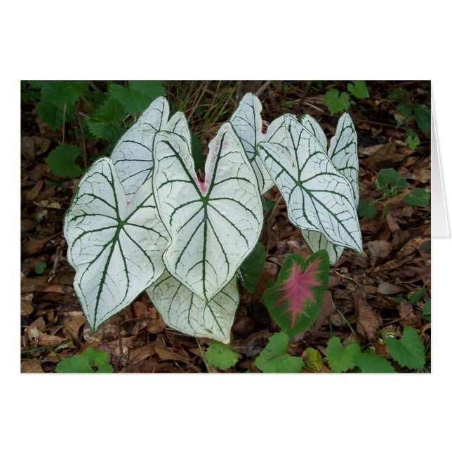 Weißer Caladium (Vorderseite (Horizontal))